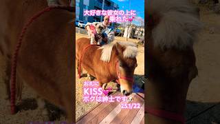 ボク大好きな彼女に乗れた❣️KISSもした❣️シーズーの彼女💕 #馬　#動物愛護　#シーズー　#恋の行方　#種を超えて　#動画虐待　#虐待撲滅　#暴力は虐待　#児童虐待撲滅隊　#宇都宮市