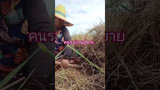 คนรวยกนปูขาย#คลายเครียด #ตลกขำๆ #กินกับshorts #funny #comedy #shortsvideo #ยำๆพาเที่ยวพากิน