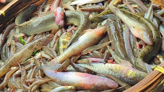 Really Amazing Padma Fish!?নদীর পারেই যে বাজারে পদ্মার জেতা হরেক রকম মাছ বিক্রি হয়!?