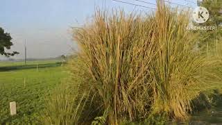 Debiganj-Domar Road, Nilphamari, Natural Beauty, Gram cara oi ranga matir pay