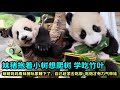 11月20日 妹猪小可爱想爬树，开始学习吃竹子，萌萌趁妹猪睡觉赶紧去吃饭#판다 #大熊猫 #panda