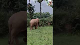 @Liyanalluvideos7034 wild elephants walking in forest