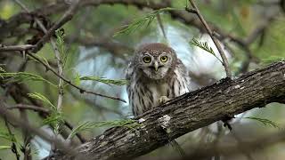 Sóweczka sawannowa - Pearl-spotted Owlet - Glaucidium perlatum