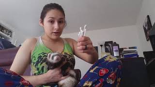 How To Clean Your Ferrets Ears *VERY IMPORTANT FOR FERRET HEALTH*