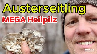 Austernpilz - DAS Superfood für Deine Gesundheit! Senkt Cholesterin, Blutzucker \u0026 Schützt vor Viren!