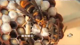 20150709 致富经  我为蜂狂