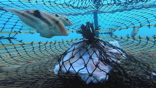 澳洲布里斯班单人出海捕蟹，水下相机拍摄入笼全过程 Gopro Underwater Video Crabbing