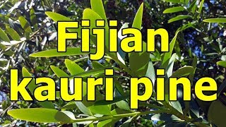 Fijian kauri pine- Agathis macrophylla- HD Video 01