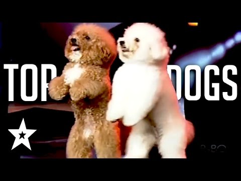 The Best Dog Auditions EVER On Got Talent From Around The World The Best Dog Auditions EVER On Got Talent From Around The World