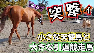 『アタチとやる気？』小さいけど番長気質のミニチュアホースが大きな引退競走馬を見つけたら…突然、全力ダッシュで突撃をしはじめました…。【ツルマルボーイ様のシモベ】