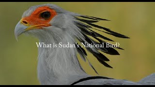 What is Sudan's National Bird?