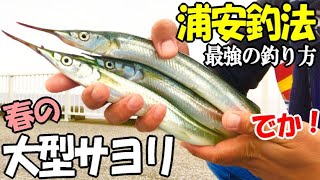 巨大サヨリをロケットカゴで狙ったら何投目で釣れるか!?浦安釣法で釣る尺超えカンヌキサヨリが凄すぎた【仕掛け・釣り方・エサ】