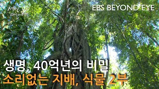 생명 40억년의 비밀 ㅣ소리없는 지배 식물 2부 ㅣ The Secret of 4 Billion Years of Life ㅣSilent Dominating Plants. Part 2