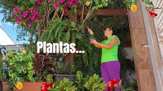 COMO TEM MUITAS PLANTAS  LINDAS EM UM PEQUENO ESPAÇO EM CASA