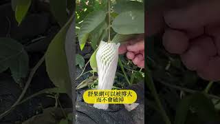 番石榴(芭樂)該怎麼套袋？