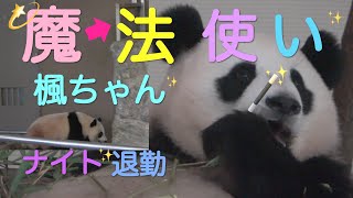 【昨日8/20楓浜🌟ナイト18:30見事な退勤👏丁度扉が開いた❗️魔法使った⁉︎】食べる食べる丸々楓浜🍁/隣は結浜🎀📡 #ぽめぱん #PandaChannelbypomeranianfilm