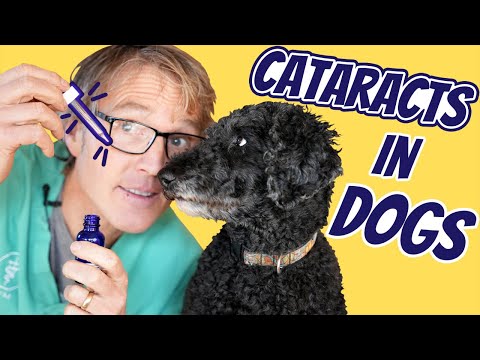 Can a dog recover from a cloudy eye?