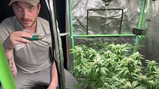 Grow Weed Easy 2x3 Tent, Gelato Strain, Marketplace Grow