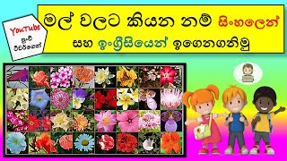 Let’s Learn Names Of Flowers In English \u0026 Sinhala  - මල්වල නම් සිංහලෙන් සහ ඉංග්‍රීසියෙන් ඉගෙනගනිමු