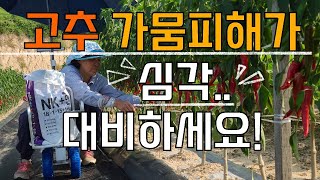 고추 가뭄피해 심각합니다 비가 오지 않는다면.. - 고추농사 고추재배 Red pepper farming