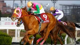 園田ジュニアカップ　ダ1700m (右)　マルカイグアス　牡2　55.0　鴨宮祥行　2023.12.31　　出走馬：ミスターダーリン、トウケイカッタロー、ゴールデンロンドン、クラウドノイズ他