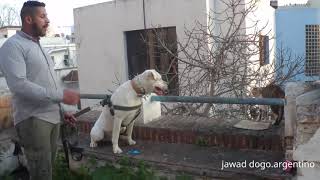 شاهد كلب dogo.argentino في شوارع مدينة تطوان بدون إزعاج سكان🐕🐕🤣🐶