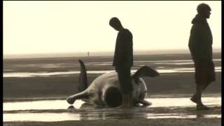 2011-02-05 - 3NEWS - WHALES CONTINUE TO BEACH AFTER REFLOATING ATTEMPTS