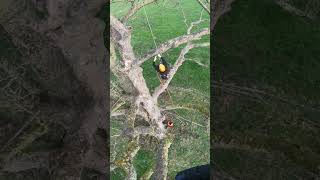 How to climb a tree | Smooth is speed!#arb #arborist #climb#climber #climbing #treework #treesurgeon