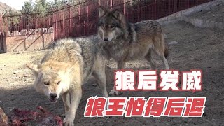 1063 狼后实力提升不把狼王放眼里？狼王夺食吃瘪，事后夫妻俩直接翻脸