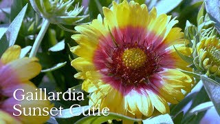 Gaillardia Sunset Cutie