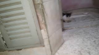 কিভাবে চিৎকার করছে কোলের উপর বসে টুকু 🥰#video #cat #catlover #cute #pets