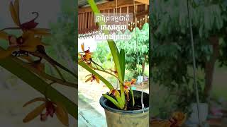 Khmer orchids/ (Lom Peng Phreah Ream)/ផ្កាព្រៃធម្មជាតិ កេសរកូលលំពែងព្រះរាម