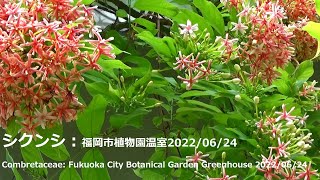 シクンシ：福岡市植物園温室2022/06/24Combretaceae: Fukuoka City Botanical Garden Greenhouse 2022/06/24