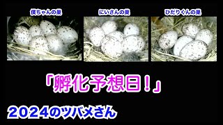 ４月２３日「孵化予想日！」2024のツバメさん