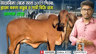 আমেরিকান ১০০% পিওর ব্রাহমা বকনা বাছুর ও গাভী বিক্রি হবে | Sadeeq Agro