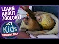 What's It Like To Be A Zoologist | NBC Connecticut Kids Connection