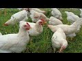 wow just raising chickens is also very rich ចង់ចិញ្ចឹមមាន់ឲ្យទទួលបានជោគជ័យហើយយើងគួរធ្វើអ្វីមុនគេ។