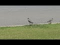 Masked lapwings (Vanellus miles)