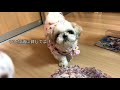 シーズー×ペキニーズ】癒し動画♪らんらんとママの休日の過ごし方｜犬vlog