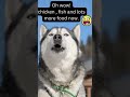 Siberian  Husky Arguing With Hooman For Her Sandwich! ( Husky ARGUES!)Husky  Funny Dog Videos😂😍