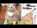 funniest  fat cat compilation