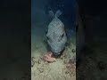 Sheepshead Fish  :The Fish with Human Like Teeth