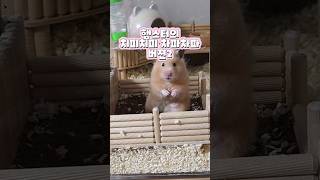 리듬감 끝내주는 역대급 햄스터 치피치피 차파차파 #Hamster #chipichipichapachapa