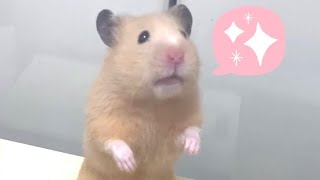 おうちが勝手に動いてる⁉︎🐹キンクマ Is the house moving on its own?