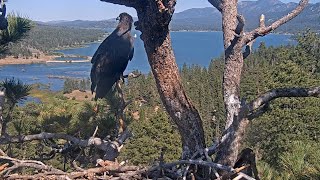 Sunny & Gizmo💕Two Sisters United In Sky & Tree🌲@FOBBVCAM 2025-06-17