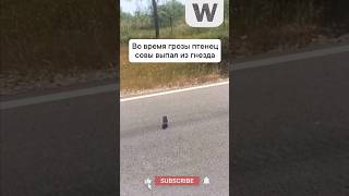 Во Время Грозы Птенец Совы Выпал из Гнезда #животные #добро #помощь #сова  ￼