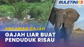 ANCAMAN GAJAH | Penduduk Kampung Lukut Bimbang Serangan Gajah