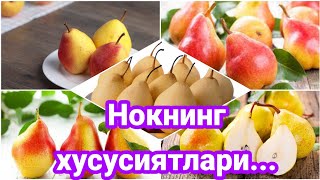 Nokning foydasi _   Нокнинг фойдаси.