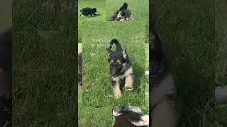 First Litter #youtube #2025 #dog #love #pets #puppy #america #pawsnclaws #viralshorts #marketing