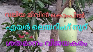 Big mango tree air layaring sauces വലിയ മാവിൻ. കൊംപിൽ എയർ ലേയറിംഗ് സക്സസ്